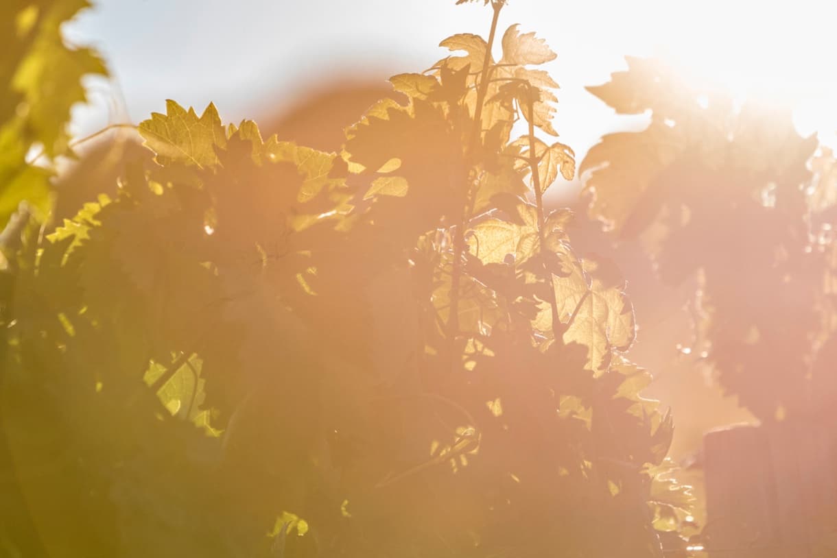 Mountain vineyards of the Montville estate beneath a limestone ridge.